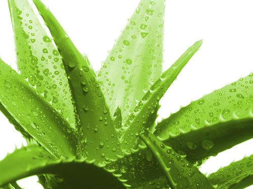 Use aloe vera to soothe itchy bites
