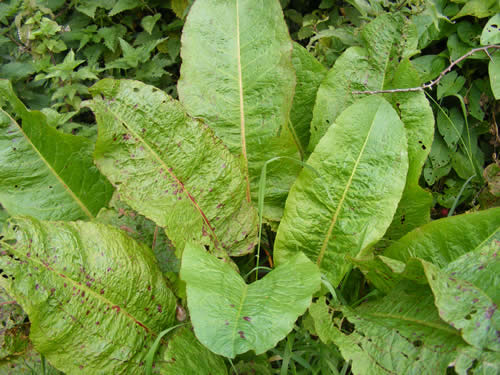 Use dock leaves to soothe nettle stings