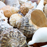 Sea Shells Large 500g