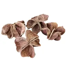 Lotus Flower 10 Pack