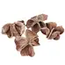 Lotus Flower 10 Pack