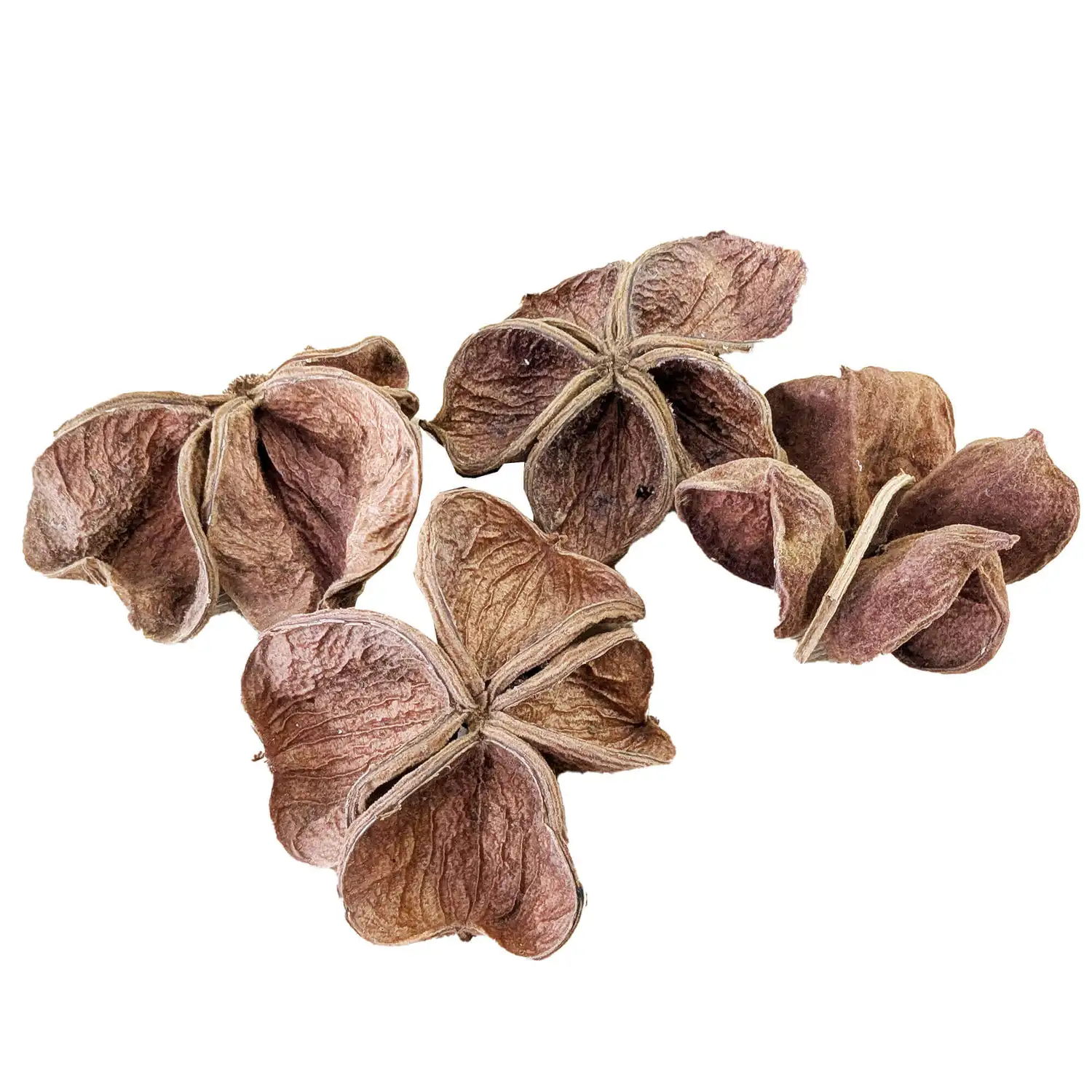 Lotus Flower 10 Pack G2p100