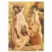 Wildlife and Their Young Puzzle 18 Piece 8 Pack