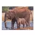 Wildlife and Their Young Puzzle 18 Piece 8 Pack