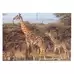 Wildlife and Their Young Puzzle 18 Piece 8 Pack