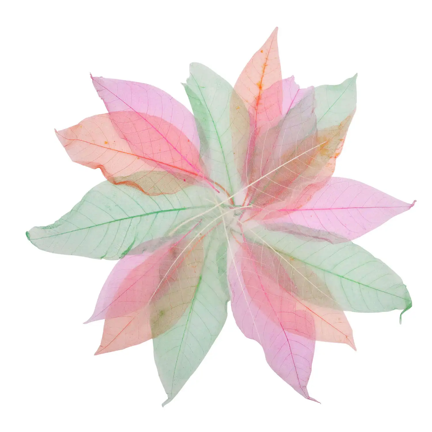 Assorted Skeleton Leaves 20 Pack