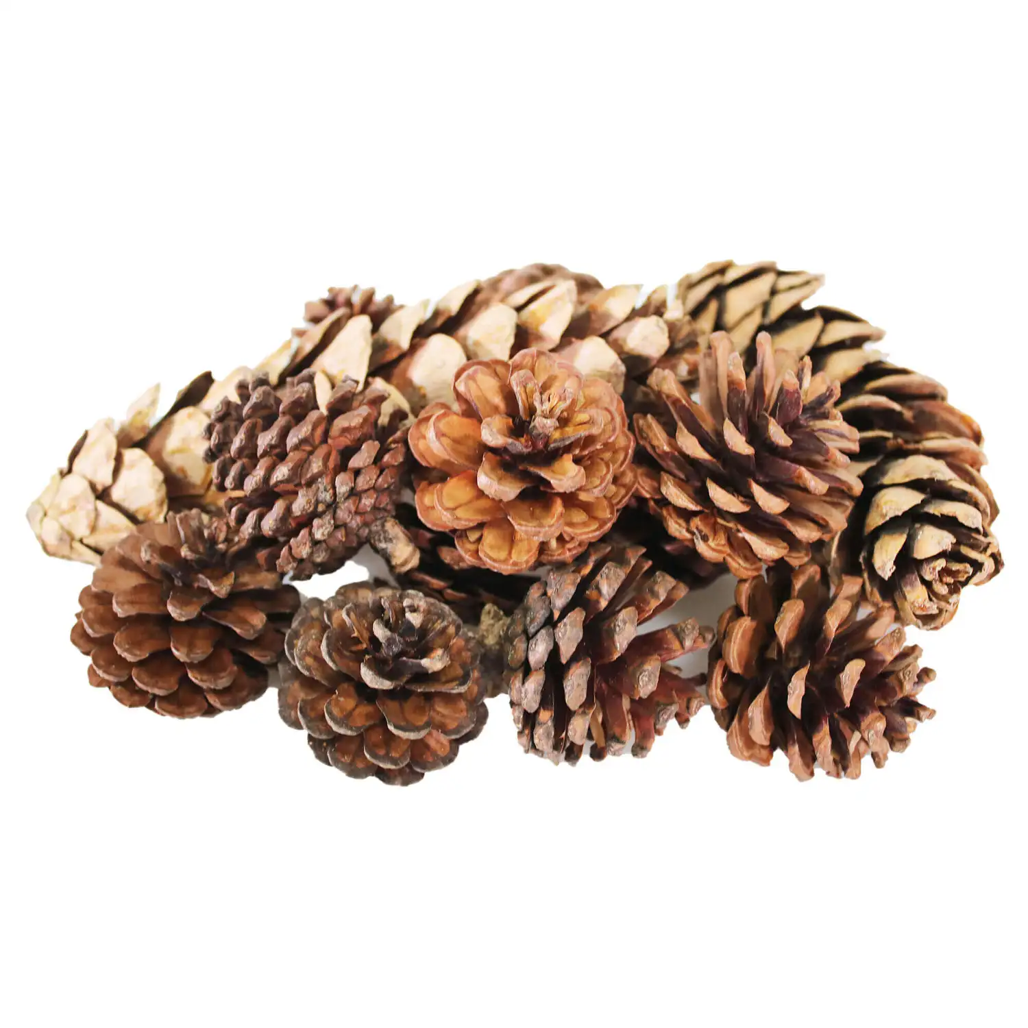 Assorted Pine Cones 750g G2p80