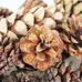 Assorted Pine Cones 750g