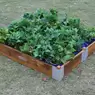 Little Garden Square Planter