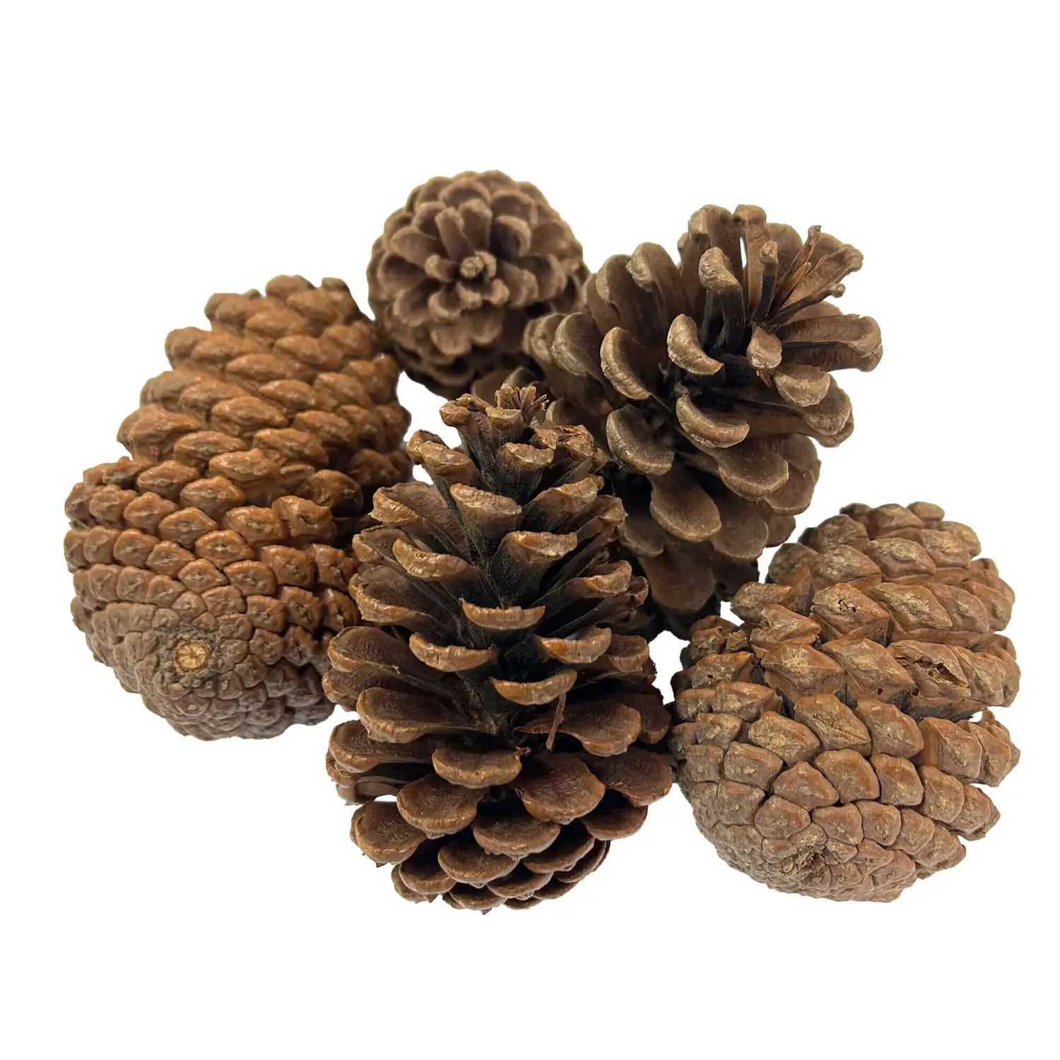 Giant Pine Cones 5 Pack G1p100