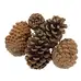 Giant Pine Cones 5 Pack G1p100