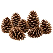 Natural Giant Pine Cones 6 Pack