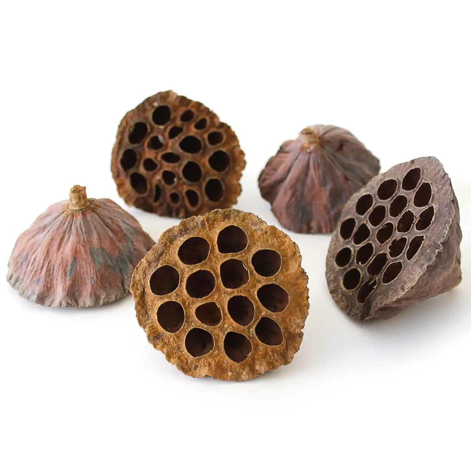 Lotus Heads 10 Pack G1p100