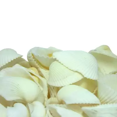 Seashells 2.5 Litre Box