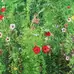 Bean Bag Summer Meadow
