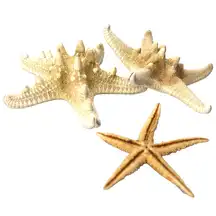 Assorted Starfish 12 Pack