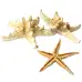 Assorted Starfish 12 Pack