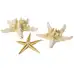 Assorted Starfish 12 Pack