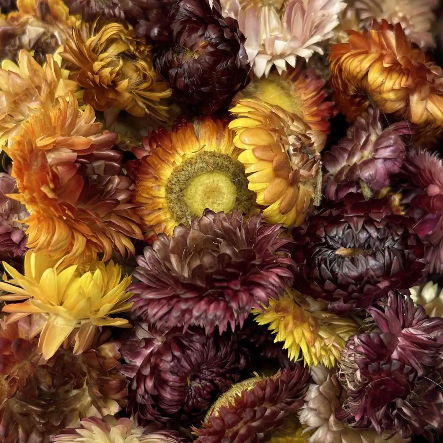 Assorted Dried Flower Heads 95 Pack