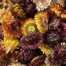 Assorted Dried Flower Heads 95 Pack