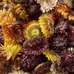 Assorted Dried Flower Heads 95 Pack
