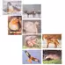 Wildlife Puzzle Puzzle 18 Piece 8 Pack