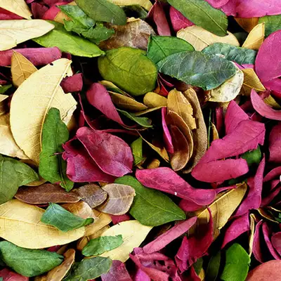 Dried Coloured Leaves 50g G1p100