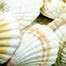 Scallop Shells 1kg