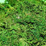 Natural Moss 100g