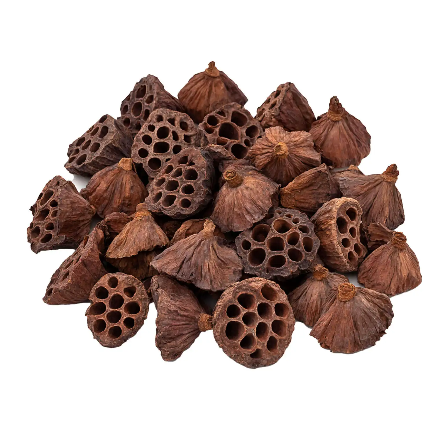 Lotus Heads 50 Pack G2p100