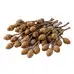 Acorn Branches 20 Pack