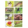 Mini Beasts Puzzle 18 Piece 8 Pack