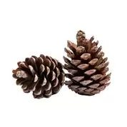 Giant Pine Cones 5 Pack