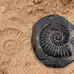 Let's Investigate Fossils