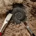 Let's Investigate Fossils