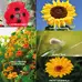 Little Gardeners Pretty Calendula Seeds G1p100