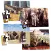 Animal Puzzle 12 Piece