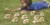 A boy laying on the grass playing with wooden cars